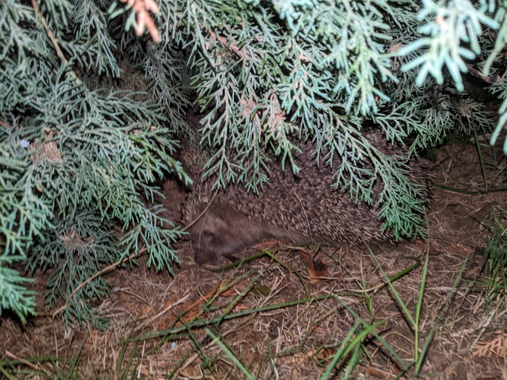 Местный турок