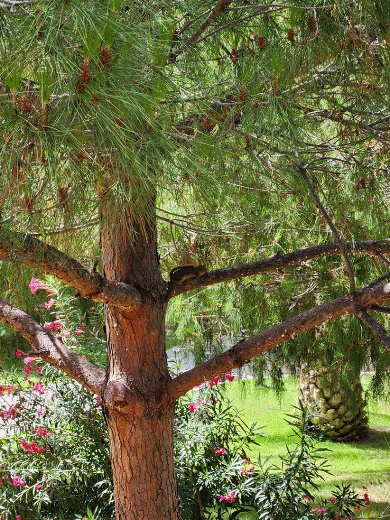 Тихий час у белочки